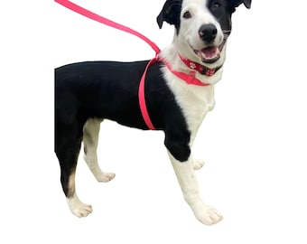 May include: A black and white dog wearing a bright pink harness and a matching leash. The dog also wears a red collar featuring a white paw print pattern. The dog is standing and facing toward the right side of the frame with its mouth open.
