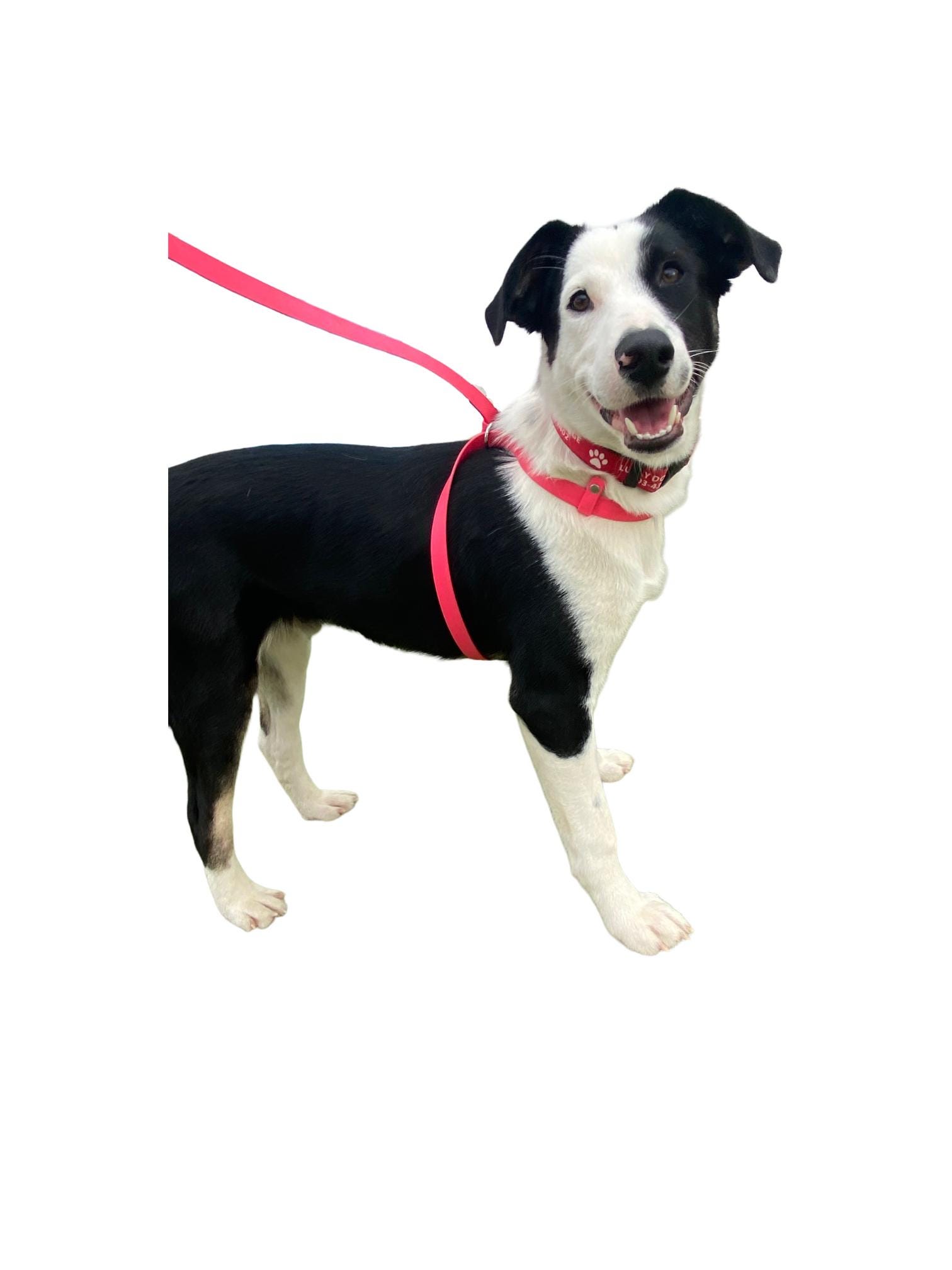 Biothane Waterproof Convertible Slip Dog Leash, Converts Into a No