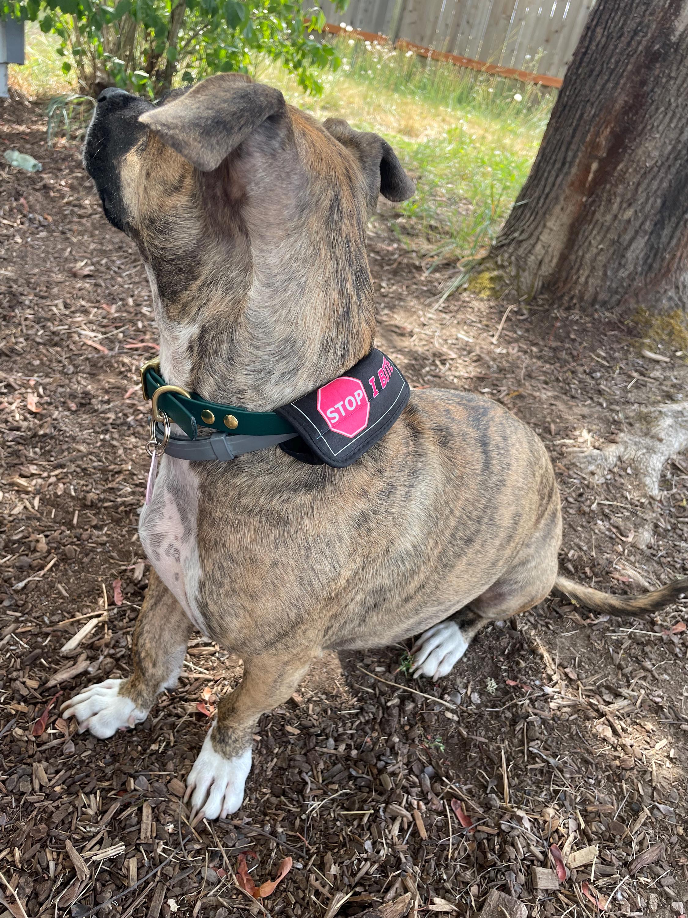 Collar Wrap, Slide On ID, Wrap Around Dog ID, Silent Dog Tag, Leash Handle Wrap, Bandana, Deaf Id, Blind Id, Medical Id, Choose Your Design