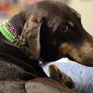 Pu&ograve; includere: Un cane marrone e nero con un collare intrecciato verde, blu e rosso. Il cane &egrave; sdraiato su una superficie con motivo blu e bianco.