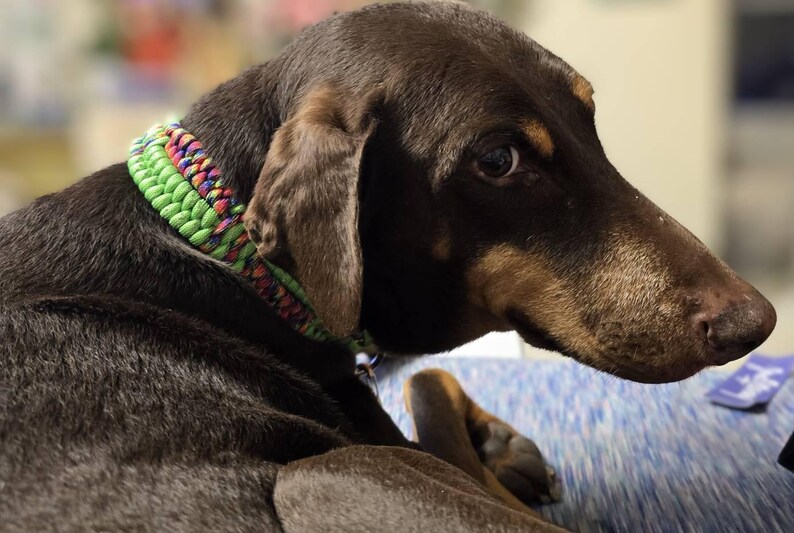 Pu&ograve; includere: Un cane marrone e nero con un collare intrecciato verde, blu e rosso. Il cane &egrave; sdraiato su una superficie con motivo blu e bianco.