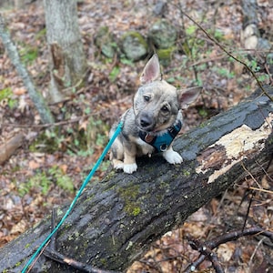 May include: A small, gray and tan puppy with white paws wearing a blue harness sits on a fallen log in a forest. The puppy is attached to a blue leash. The log is covered in moss and surrounded by fallen leaves.