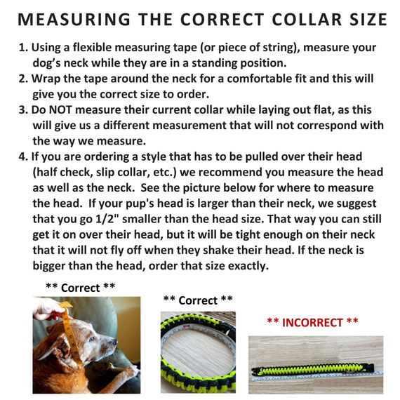 King cobra dog collar cheap