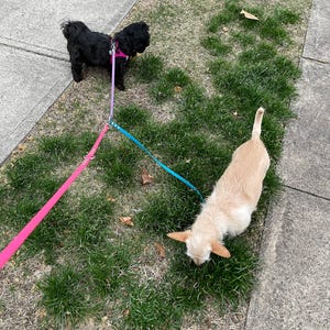 以下が含まれることがあります： 2匹の犬がリードにつながれて、芝生の道を歩いている。1匹は黒で、もう1匹は薄い茶色。黒い犬はピンクと紫のハーネスを着ていて、茶色の犬は青いリードを着けている