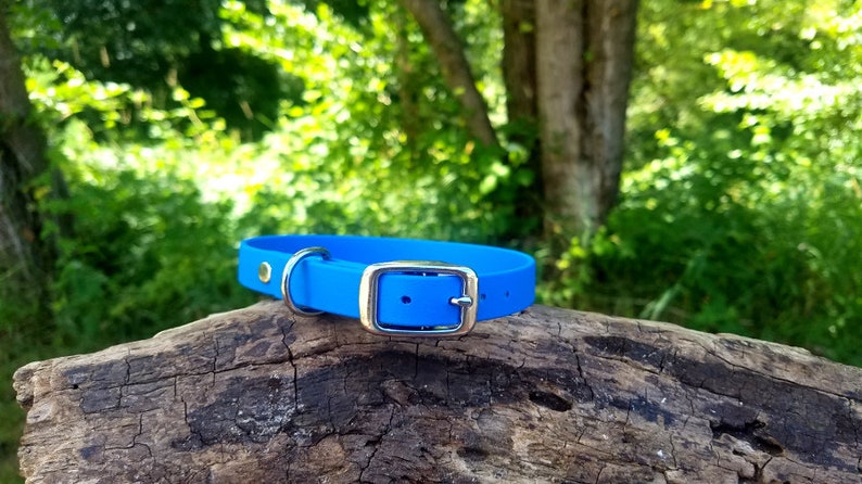 May include: A bright blue rubber dog collar with a silver buckle and a silver D-ring.
