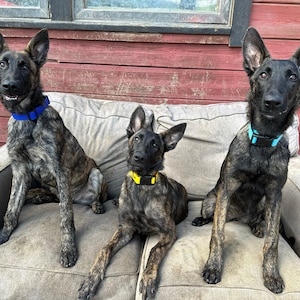 3/4" Wide Adjustable Biothane Waterproof Dog Collar, Add Your Dog's Name, Custom Colors, Sizes and Metals!