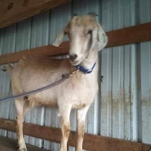 May include: A light brown goat with a blue collar stands on a wooden platform. The goat has a light brown coat and a white face. The goat is looking at the camera.