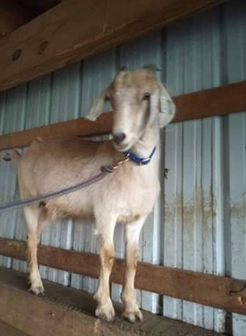 May include: A light brown goat with a blue collar stands on a wooden platform. The goat has a light brown coat and a white face. The goat is looking at the camera.