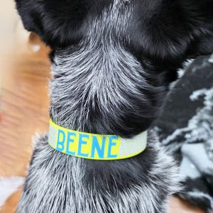 May include: A dog wearing a yellow and light blue collar with the name "BEENE" in bright blue letters. The dog has black and white fur and is seen from the back.