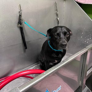 May include: A black dog sits in a stainless steel tub with a blue leash attached to a hook on the wall. The tub has a red hose and the words "Owner's Best" printed on the side.