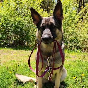 以下が含まれることがあります： 芝生のフィールドに座っている茶色と灰色のジャーマンシェパード犬。口には赤いリードを持っている。