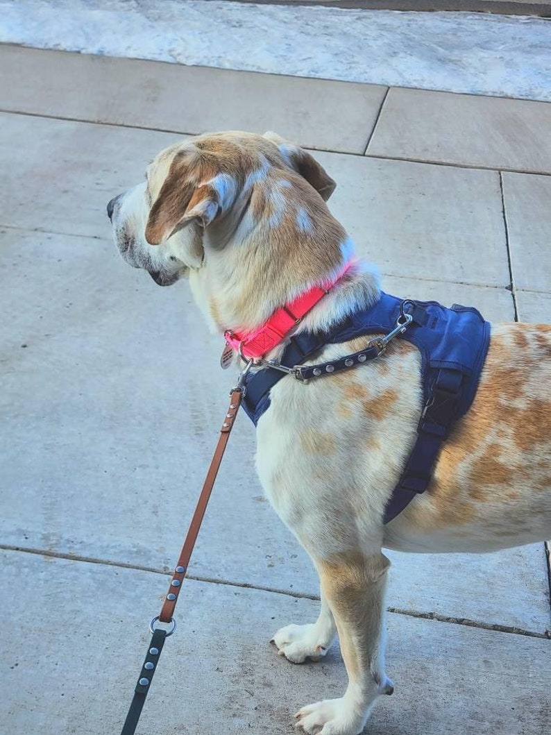 May include: A tan and white dog with pink and blue dog harness and leash. The dog is looking to the right of the frame.