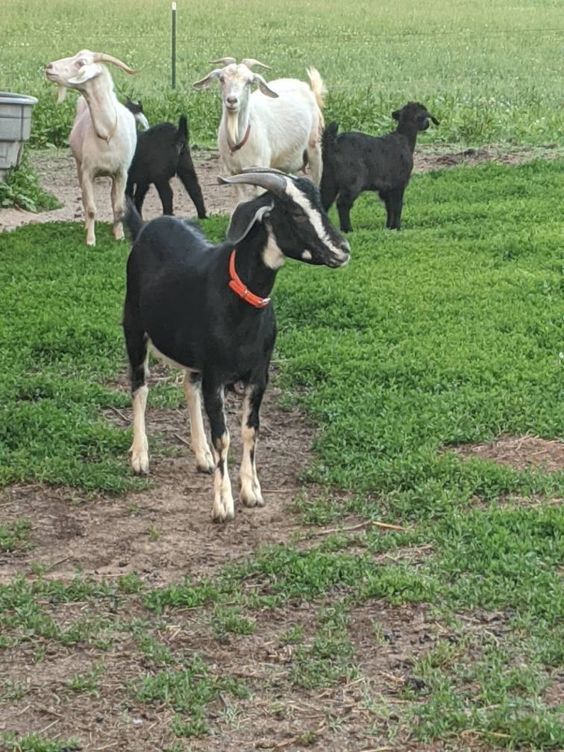 May include: Five goats in a grassy field. Two goats are white with black markings, one is black with white markings, and two are black. One of the black goats is wearing a red collar.