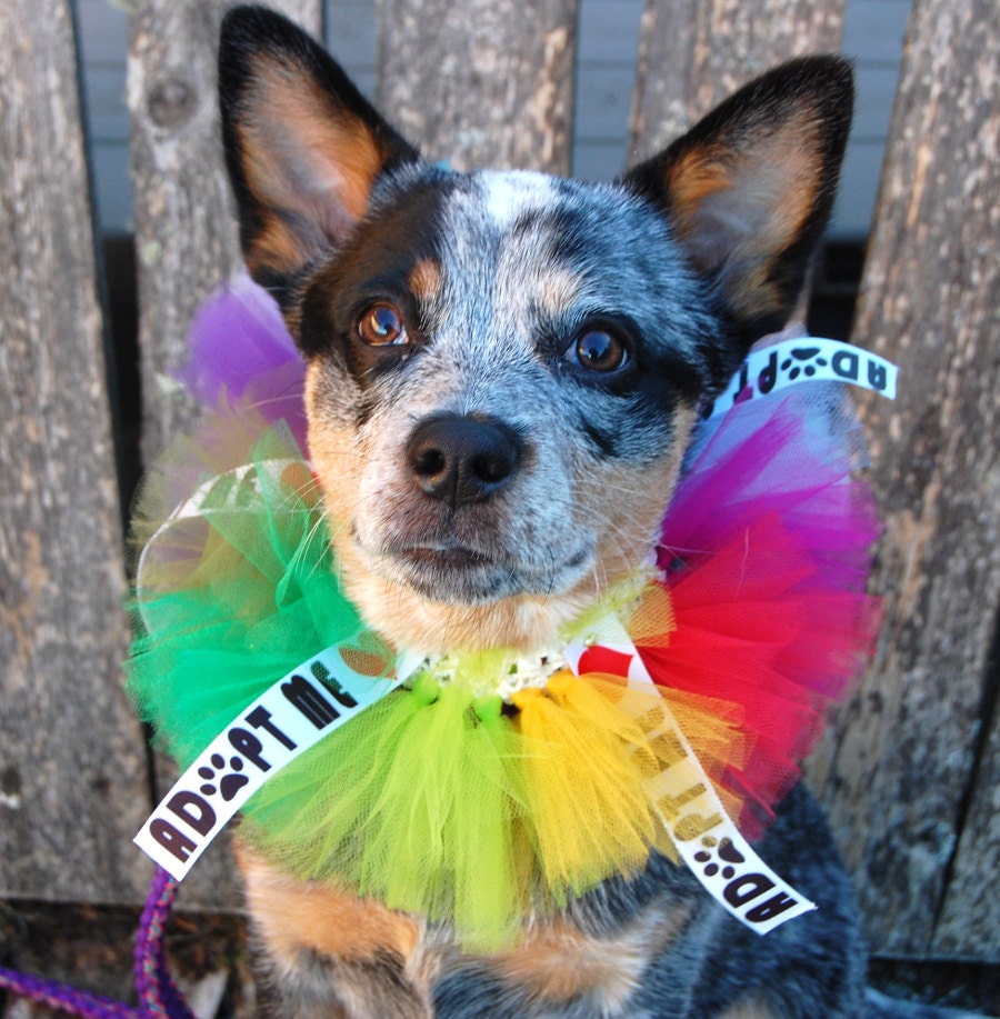 Adopt Me Dog Tutu Collar For Rescues and Shelters, Special Pricing fo…