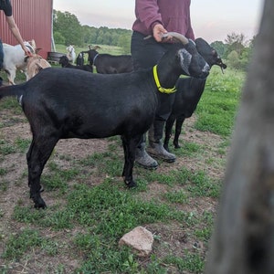 Adjustable Buckle Goat Collar, 5/8" Wide Biothane Waterproof Buckle Collar, Custom Colors & Sizes image 6