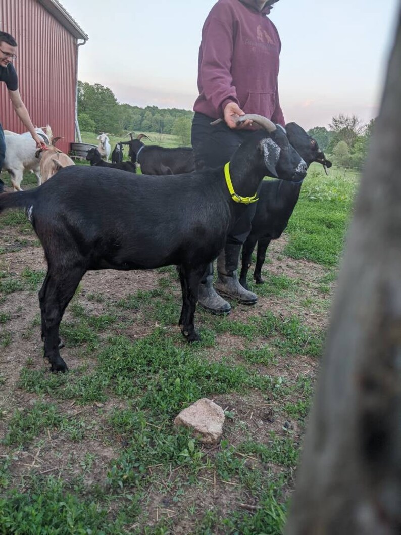 Adjustable Buckle Goat Collar, 5/8" Wide Biothane Waterproof Buckle Collar, Custom Colors & Sizes image 6