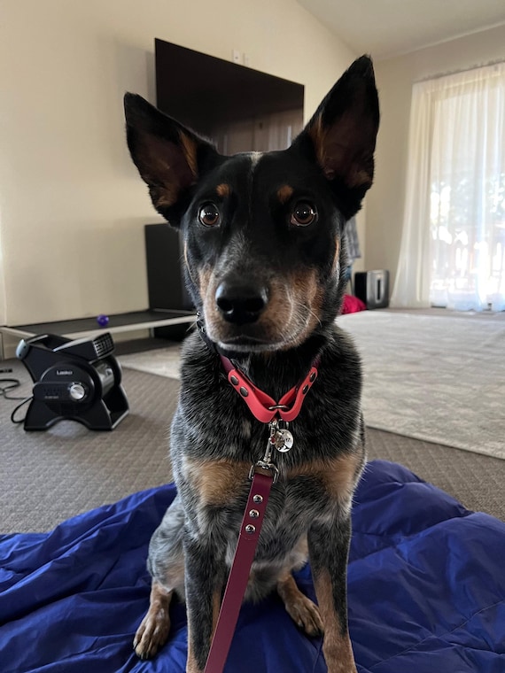 Collier Cuir Avec Plaque D'identification - Petits Compagnons