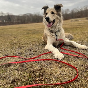 May include: A light brown and white dog with a red leash lying on the grass. The dog is smiling with its tongue out. The leash is red and extends across the grass.