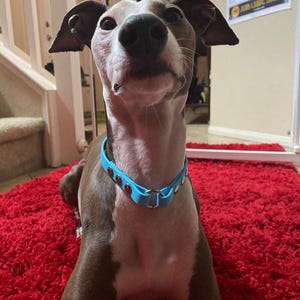 Tag Dog Collar, 1/2&quot; Wide Biothane Waterproof House Collar, Custom Colors & Sizes