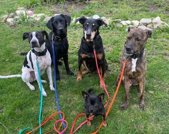Standard Dog Leash, 1/2" Wide Biothane Waterproof Leash, Custom Color, Metals & Sizes