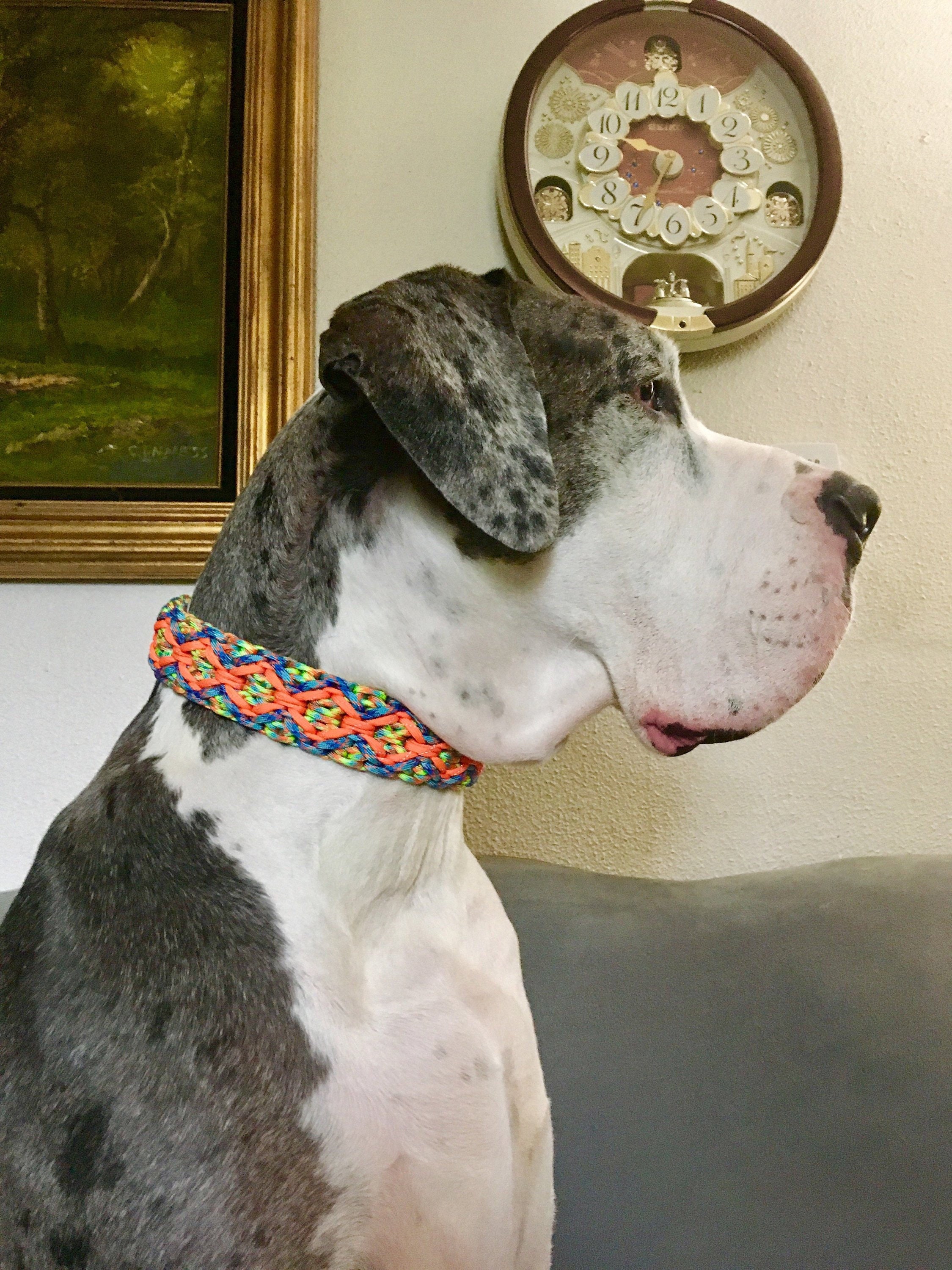 chainmail dog collar