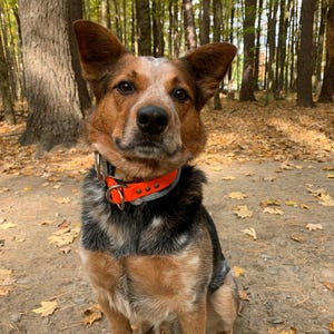 Limited Slip Dog Collar, 3/4&quot; Wide Biothane Waterproof Slip Release Collar, Custom Colors, Metals & Sizes