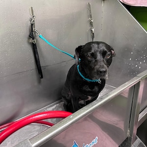 May include: A black dog sits in a stainless steel tub with a blue leash attached to a hook on the wall. The tub has a red hose and the words "Owner's Best" printed on the side.