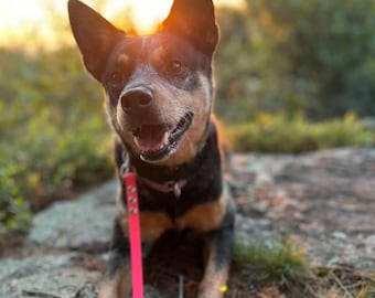 Clip and Slip Dog Leash, 5/8" Wide Biothane Waterproof Dog Leash, Custom Colors and Snaps - Brass, Nickel, Black, Stainless and more!
