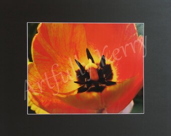 Tulip Portrait Photography Print 8"x10" and 11"x14"