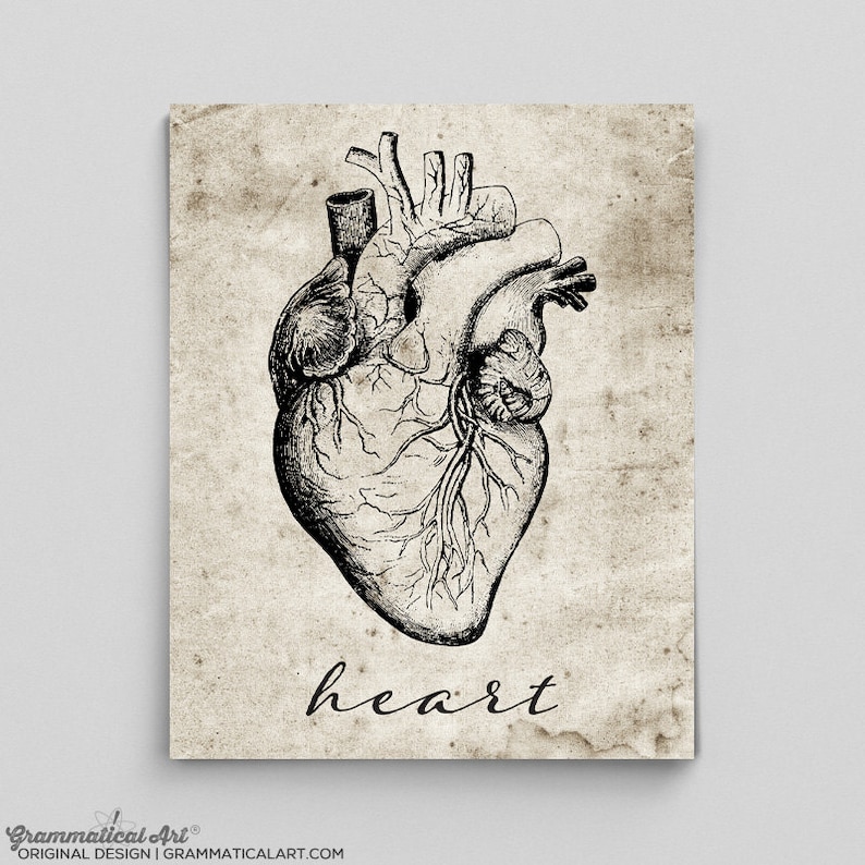 Heart Print Vintage Heart Poster Human Anatomy Poster Anatomy Art ...
