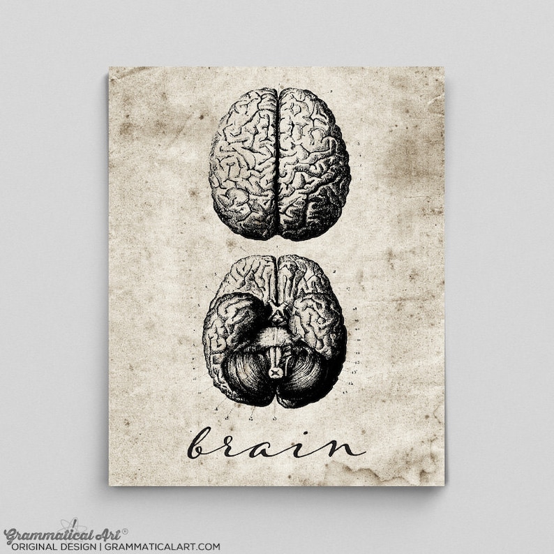 Brain Print Vintage Brain Poster Human Anatomy Poster Anatomy - Etsy