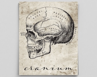 Human Anatomy Poster Anatomy Art Anatomy Print Graduation Gifts for Doctor Science Art Typographic Print Science Poster Science Cranium Head