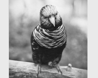 Bird Photography, Lorikeet Art, Parrot Photo, Black and White Nature Photography, Fine Art Photography, Nature Wall Decor, Animal photo