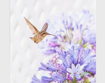 Hummingbird Photography - Purple Photo - Hummingbird Print - Bird photography - Nature Photography