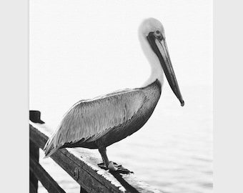 Fågelfotografering - Djurfoto - Pelikanfotografering - Strandfågelfoto - Havsdekor - Stort fotografi - Stortrycksdekor - Konst