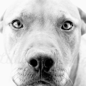 Pitbull Mom Print - Black and White - Pitbull art - Pitbull Photography - Pitbull Lover Gift - Pitbull Gift - Dog Lover Gift - Animal Print