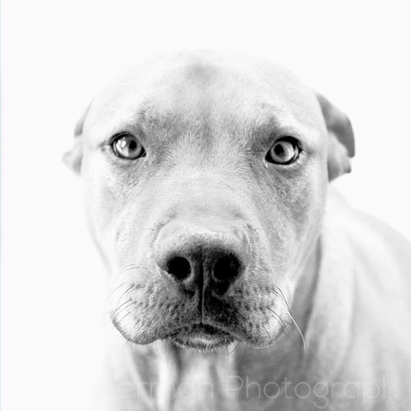 Pitbull Dog Print - Black and White - Pitbull art - Pitbull Photography - Pitbull Lover Gift - Pitbull Gift - Dog Lover Gift - Animal Print