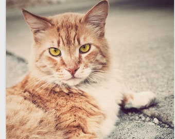Cat Photography - Cute Cat Photo - Man Cat - Cat Home Decor - Kitten Photo - Cat Photo - Animal Photography - Cat Lover - Dramatic Cat