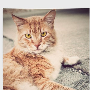 Cat Photography - Cute Cat Photo - Man Cat - Cat Home Decor - Kitten Photo - Cat Photo - Animal Photography - Cat Lover - Dramatic Cat