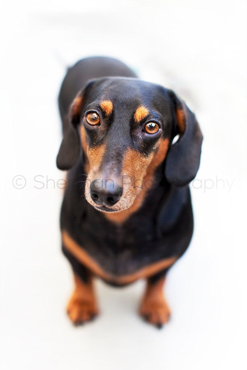 Bassotto Cane Stampa Wiener Cane Foto Nero E Marrone Etsy