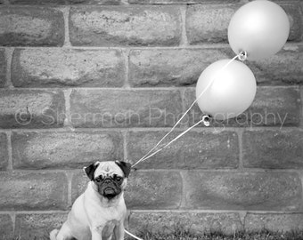 Pug Photography - Pug Print - Pug Balloons - Dog Print Black and White - 8x10 8x8 10x10 11x14 12x12 20x20 16x20 - Photography