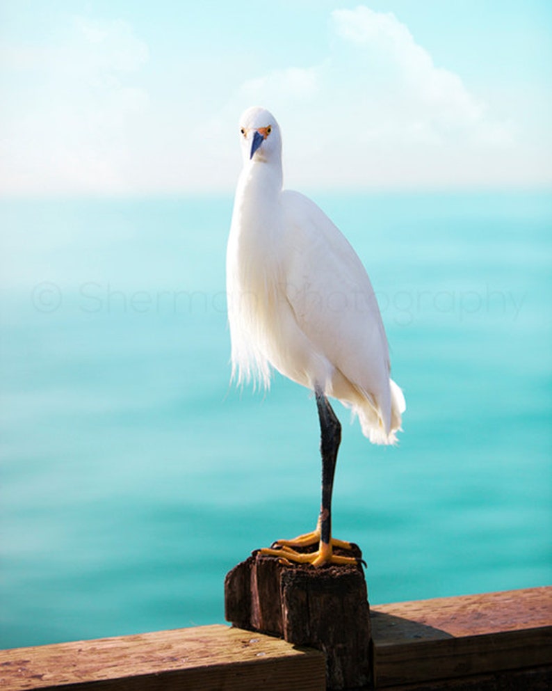 White Heron Photography Bird Photo Sea Photography Beach Bird Photo Ocean Print Beach Ocean Photography Fine Art Photography image 1