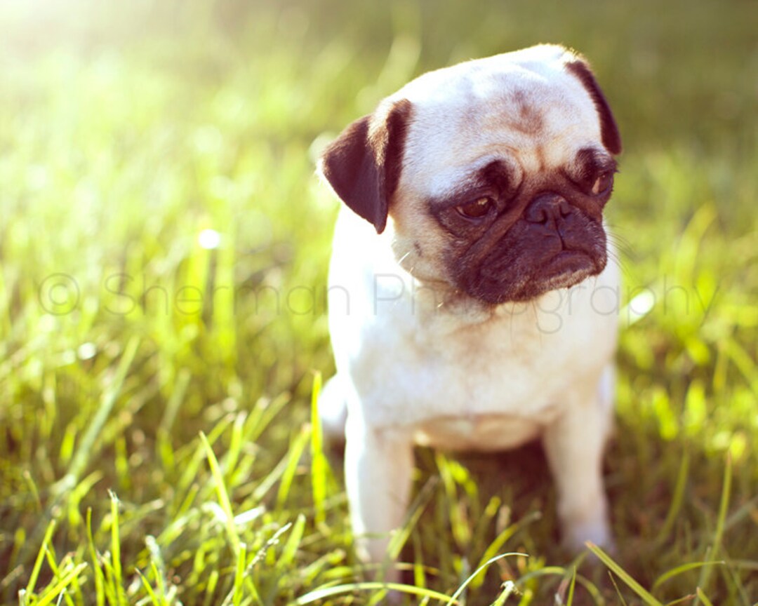 Pug Puppies Sharp Pugs Buy Pug Photography Dog Print Sunset