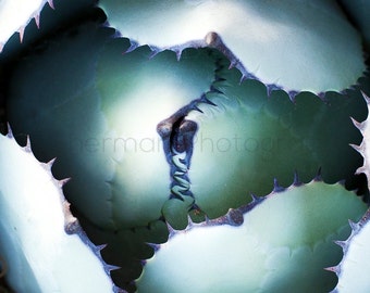 Succulent Photography - Cactus Photo - Blue and green Cactus - Nature Print - 8x10 8x8 10x10 11x14 12x12 20x20 16x20 - Photography