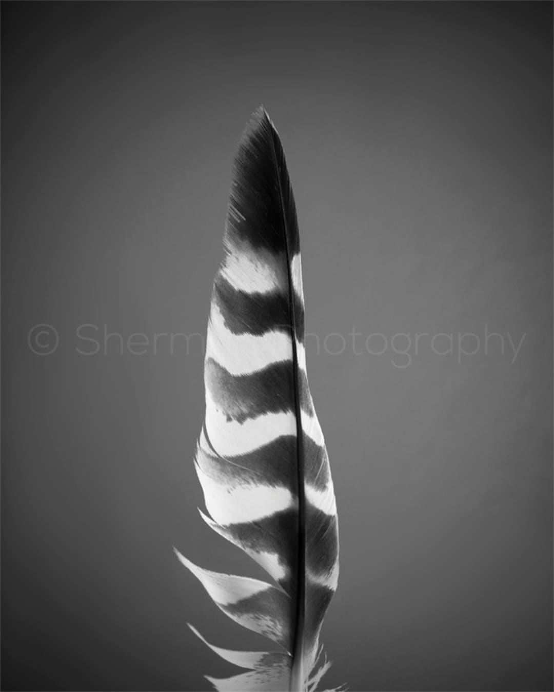 Feather Photo Black White Photography Striped Feather Image Feather Print  Dramatic Black White Photography Minimalist Home Decor 