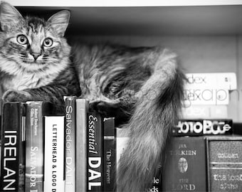 Kitten Photography - Cat Photo - Pretty Kitty Print - Nerd Kitty - Book Cat Photo - Black and White - 8x10 8x8 11x14 16x20 - Photography