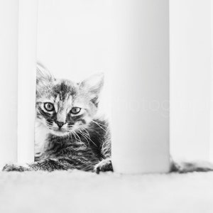 Cat Photography - Curious Cat Photo - Kitten Print - Torby Photo Print Black and White- Photography - Black and White Cat Photography - Cute