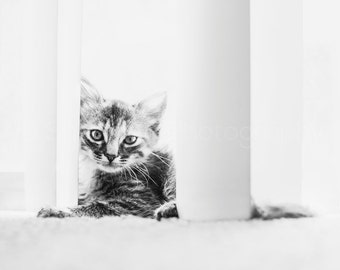 Cat Photography - Curious Cat Photo - Kitten Print - Torby Photo Print Black and White- Photography - Black and White Cat Photography - Cute