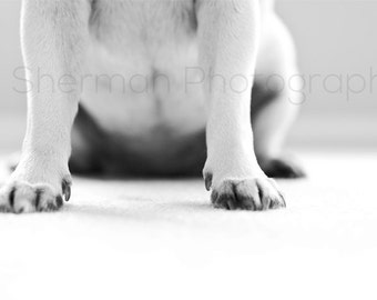 Pug Photography - Dog Print - Paw Print Photo - Animal Photography - Black and White- 8x10 8x8 10x10 11x14 12x12 20x20 16x20 - Photography