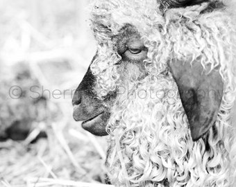 Sheep Black and White - Farm Photography - Farm Print - Sheep Art - Shabby Chic Decor - Home decor - Rustic Decor Animal Photography - Cute